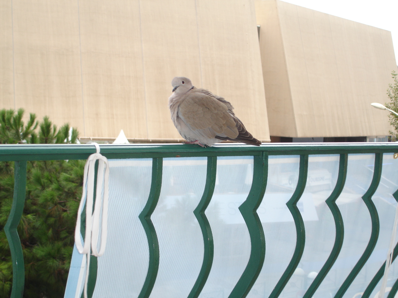 moodie-pigeon.JPG