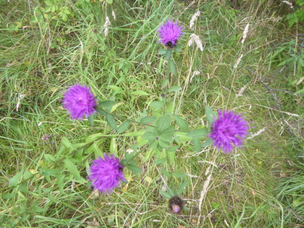 g thistle