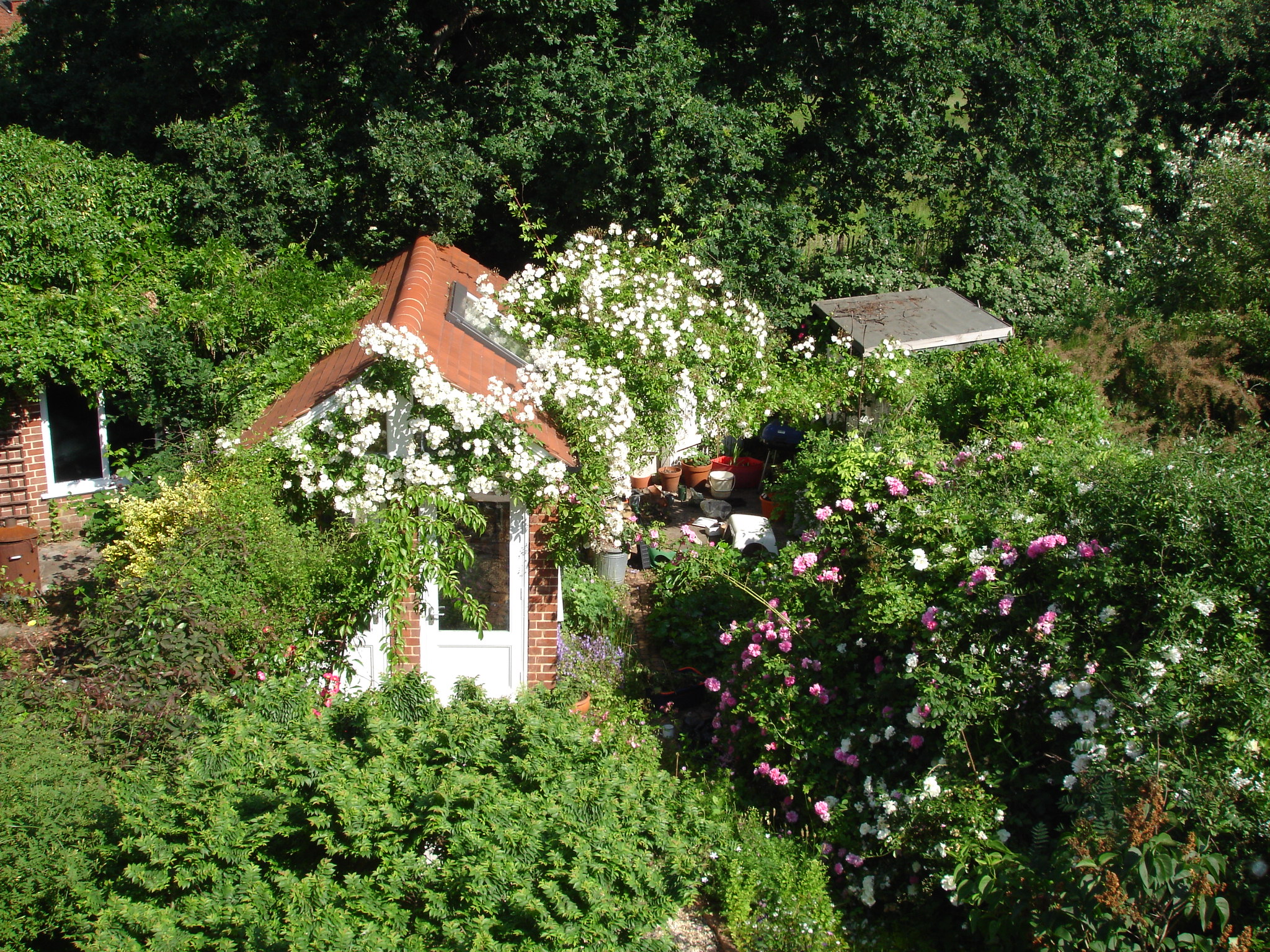 wwhqin-bloom-07.JPG