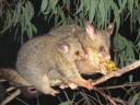 240px-brushtail_possum.jpg