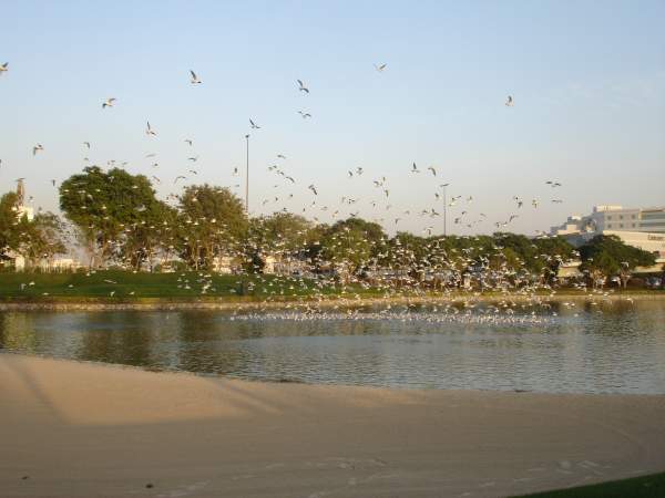 birdies-blog.jpg
