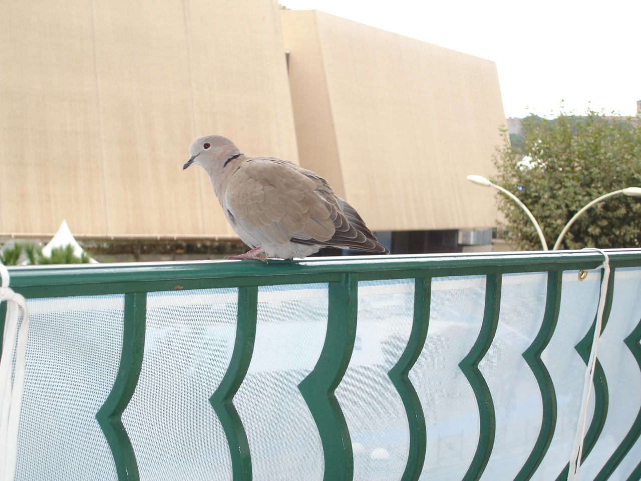 report-pigeon.JPG