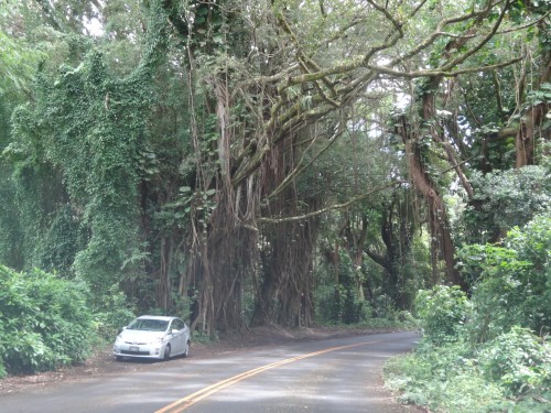 Trees